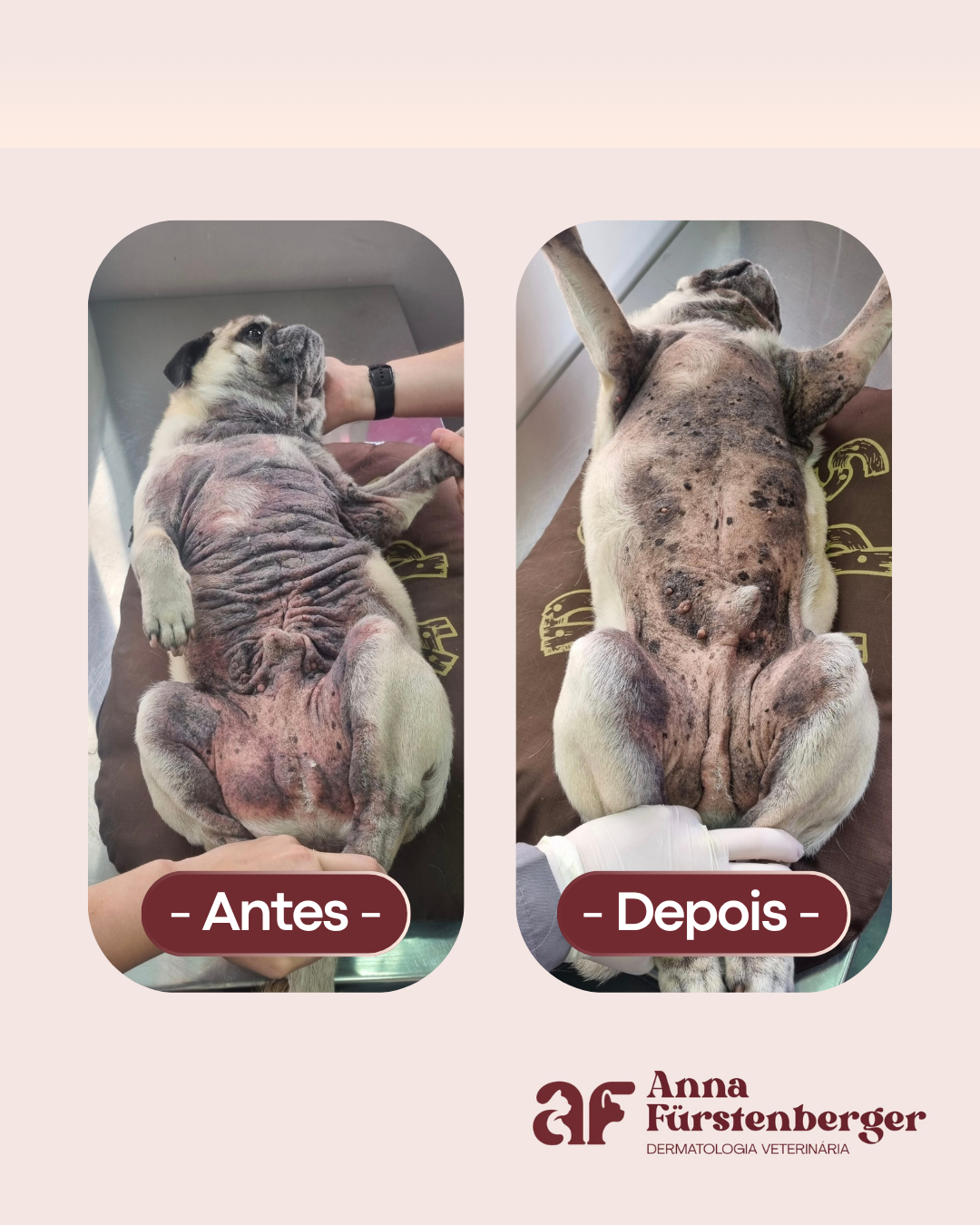 Antes e depois do tratamento dermatológico de um pug